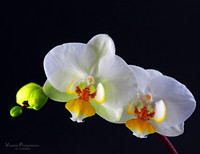 Blumen