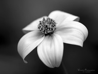 slideshow